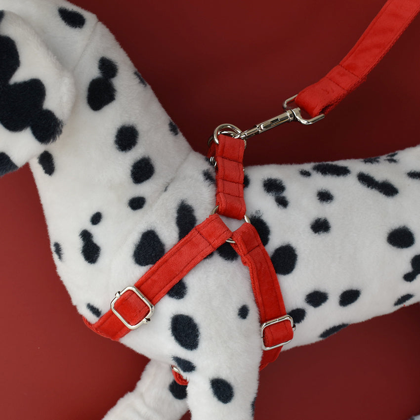 Personalized Engraved Pet Collar for Cocker Spaniel