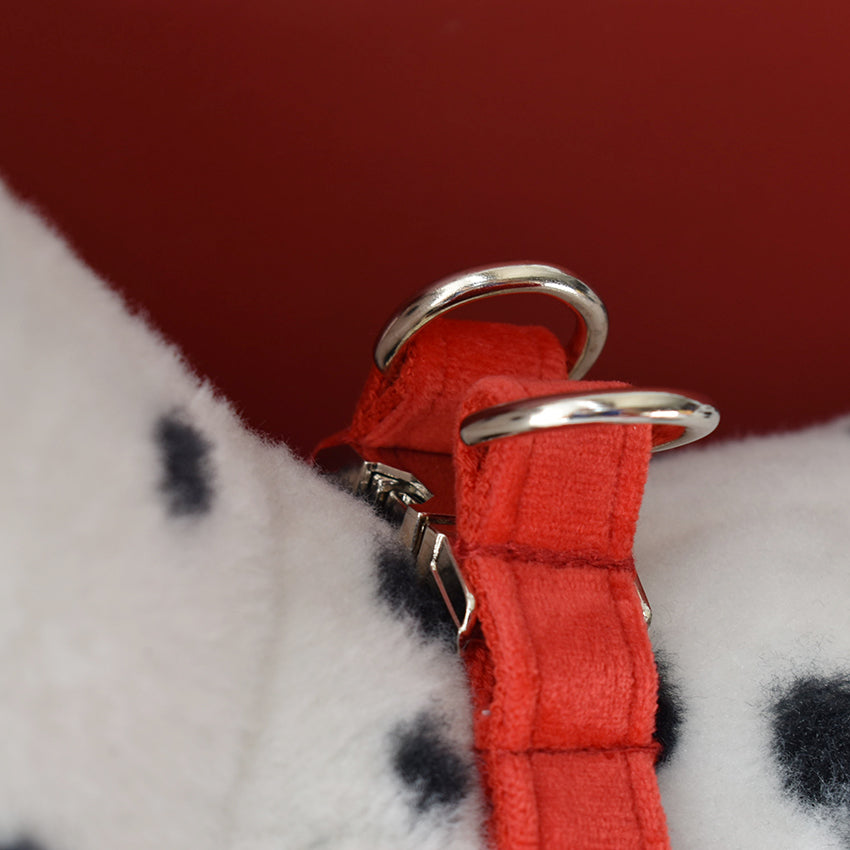 Personalized Engraved Pet Collar for Cocker Spaniel